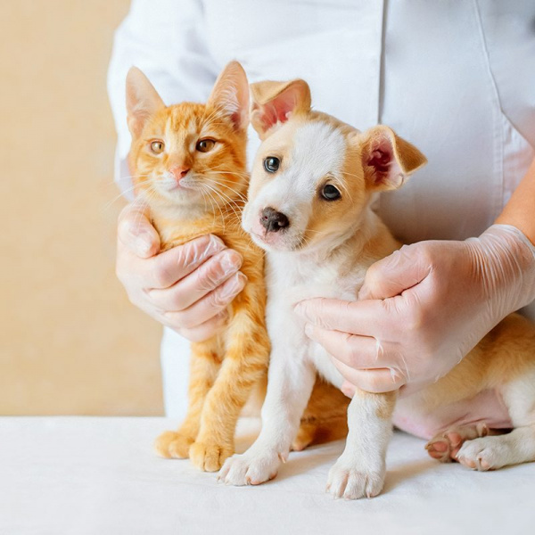 Какие существуют методы лечения онкологических заболеваний у животных?